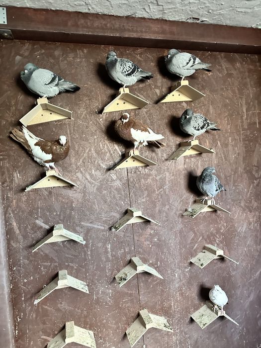 Sprzedam gołebie pocztowe z 2025