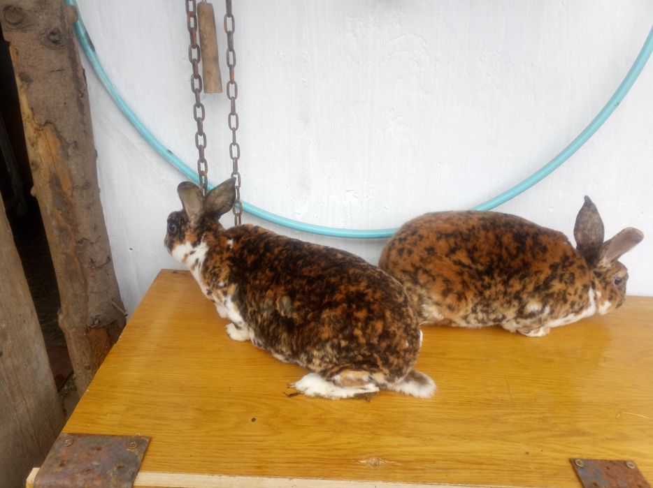 Продам кролі рекси