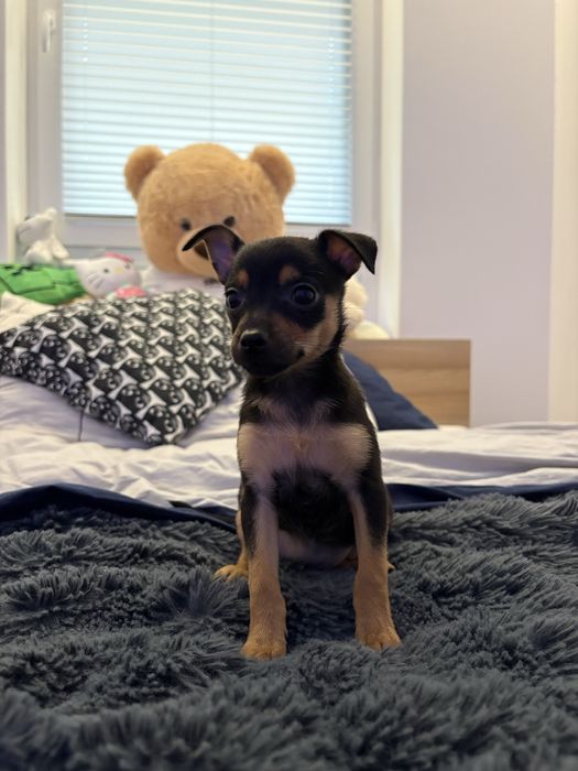 Pinczer Miniaturowy IKONA