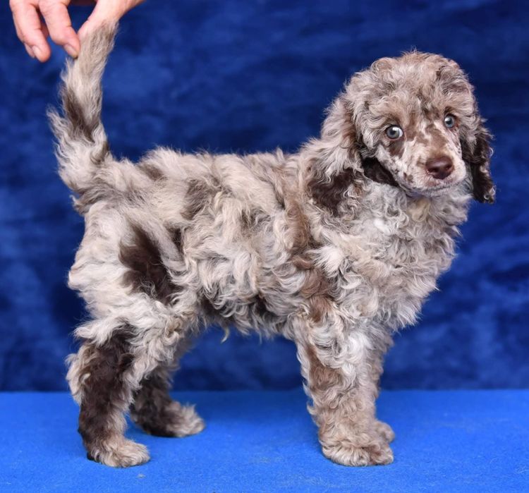 Caniche toy chocomerle