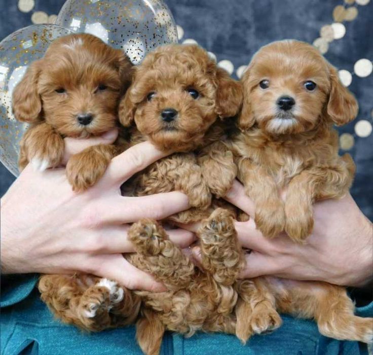 Мальтипу. Девочки.