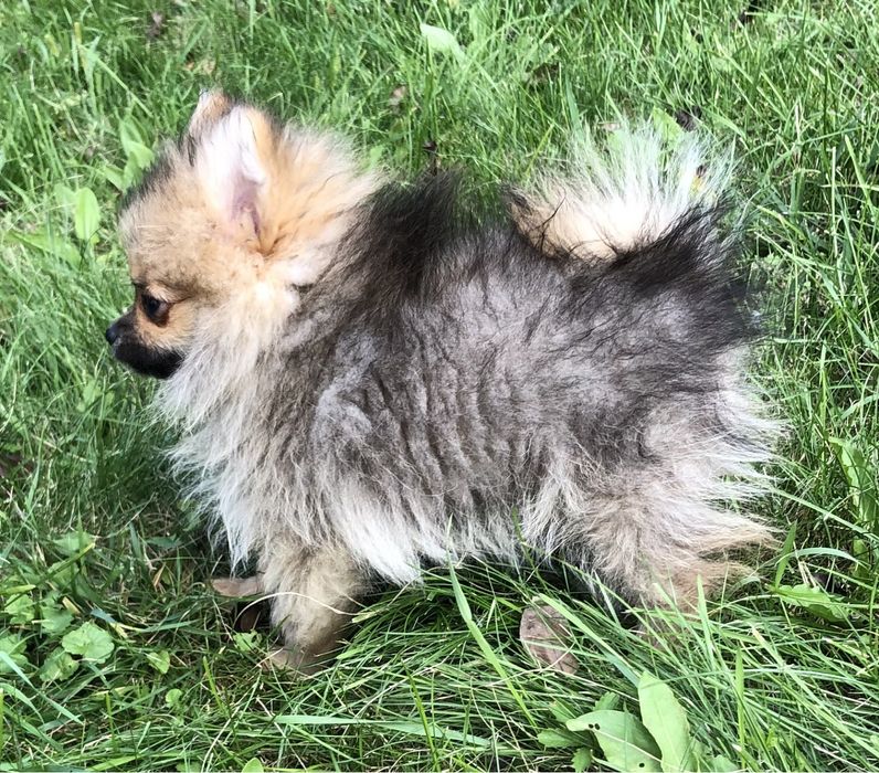 Кому пухнасту красу?