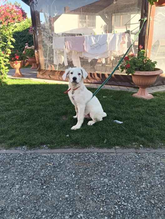 Sprzedam pieska owczarka podhalanskiego