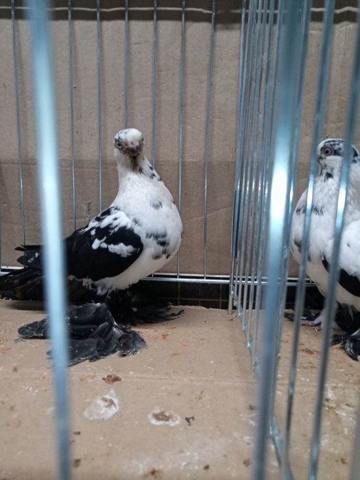 Motyl warszawski samica 21 roku