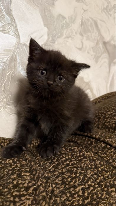 Віддам у добрі руки