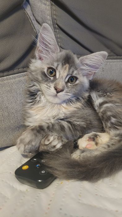 Kotka Maine Coon niebieski szylkret hodowla