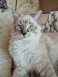 Kocurki Ragdoll  z rodowodem