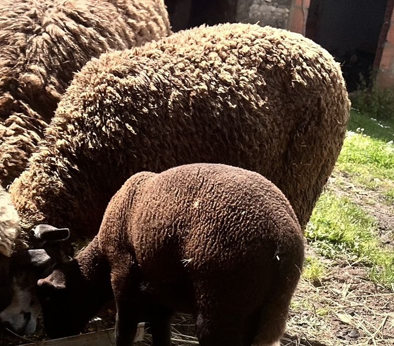Carneiro 1 ano merino preto