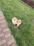 Szpic pomeranian