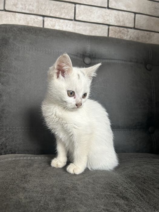 Віддам котика в хороші руки