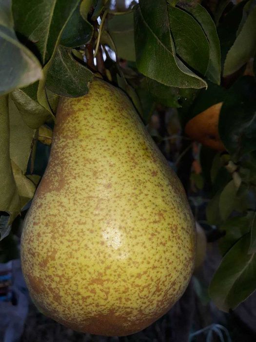 Однорічні та дворічні саджанці плодових дерев