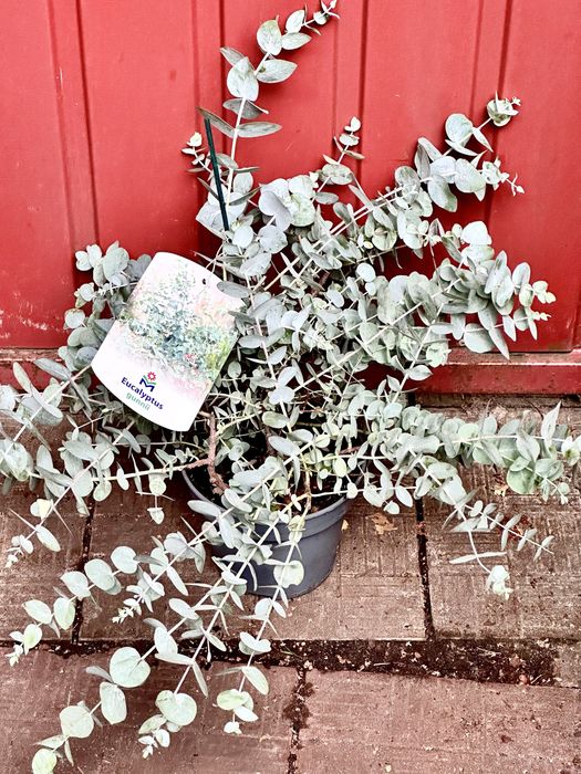 Евкаліпт. Доставка