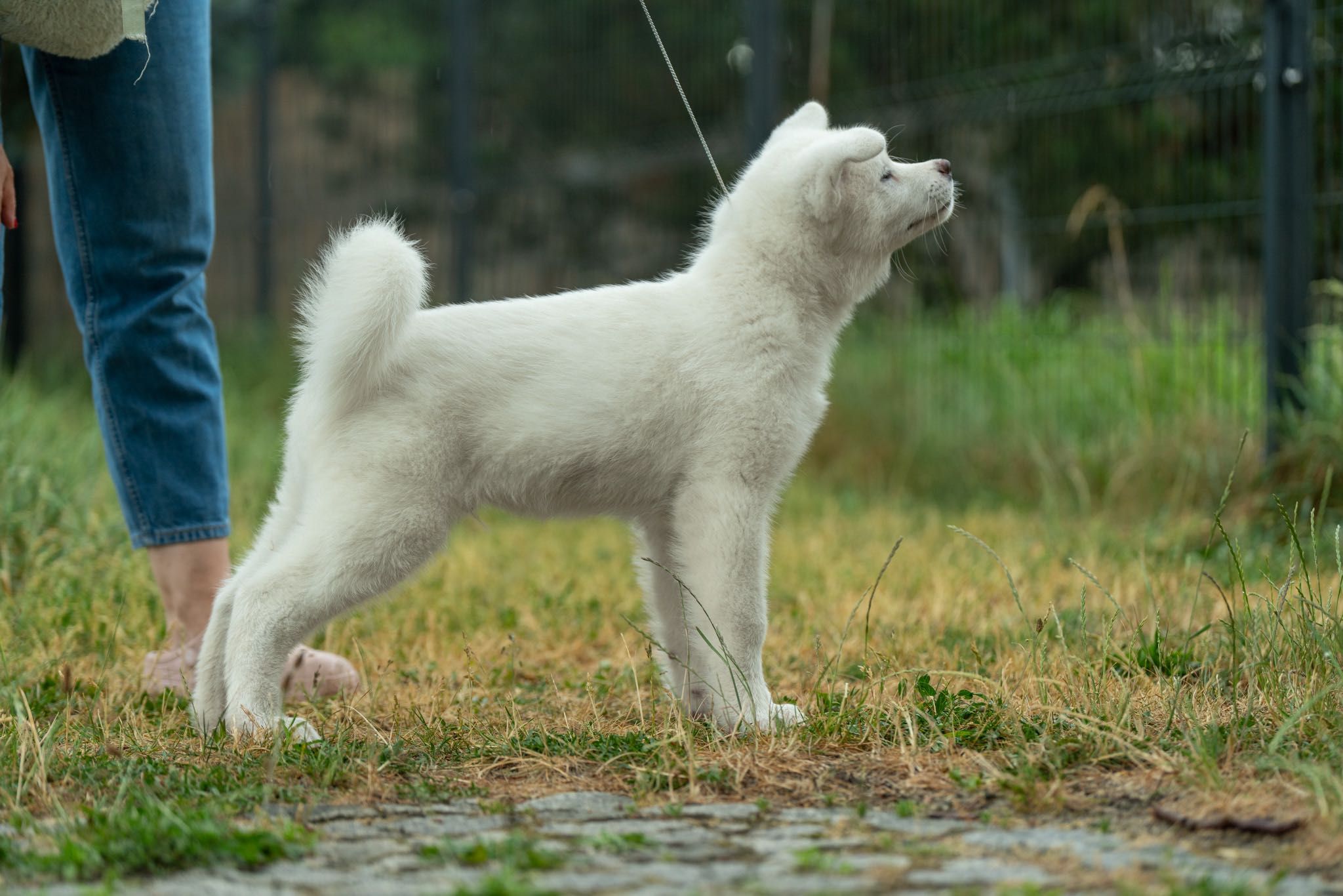 Akita, Akita Inu RODOWÓD ZKwP FCI