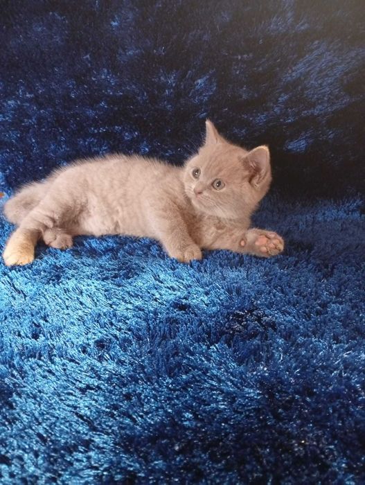 Gatinho Scottish Straight Lilac