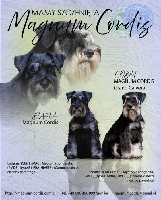 Sznaucer miniaturowy czarno srebrny ZkwP