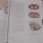 Livro Van De Graff human anatomy