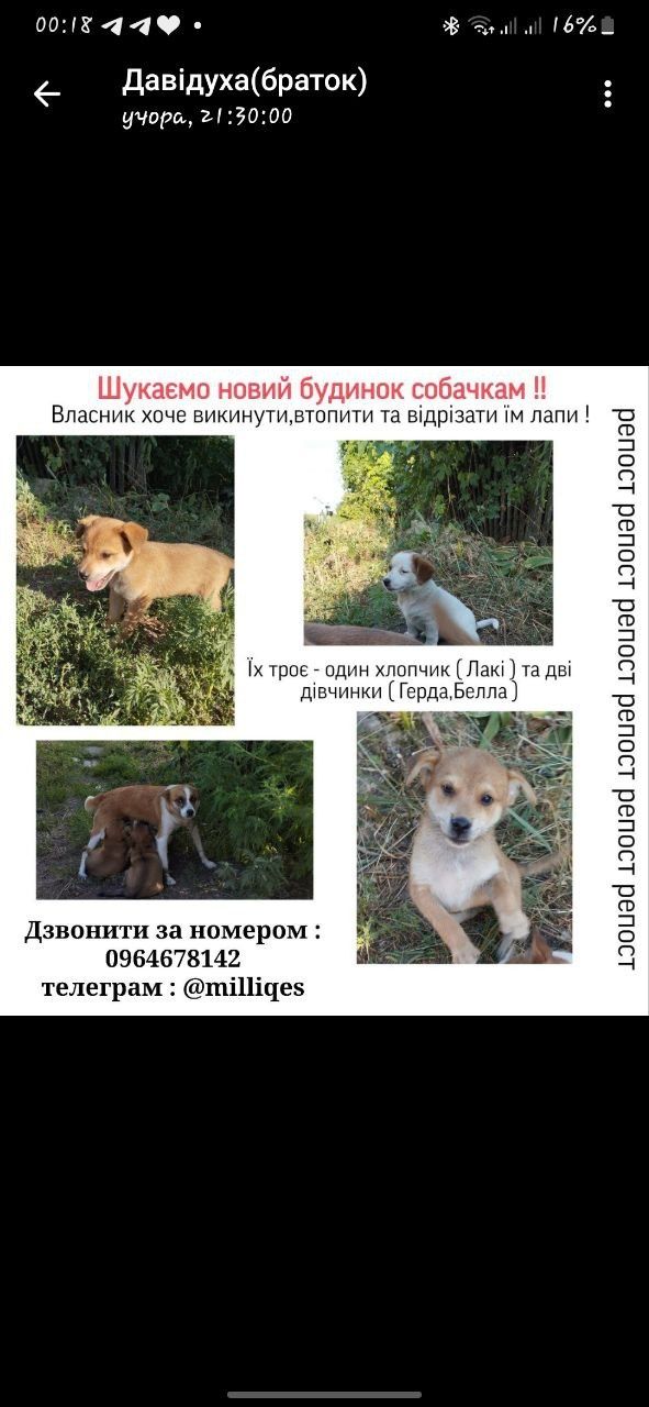 Шукаємо новий будинок цуценятам