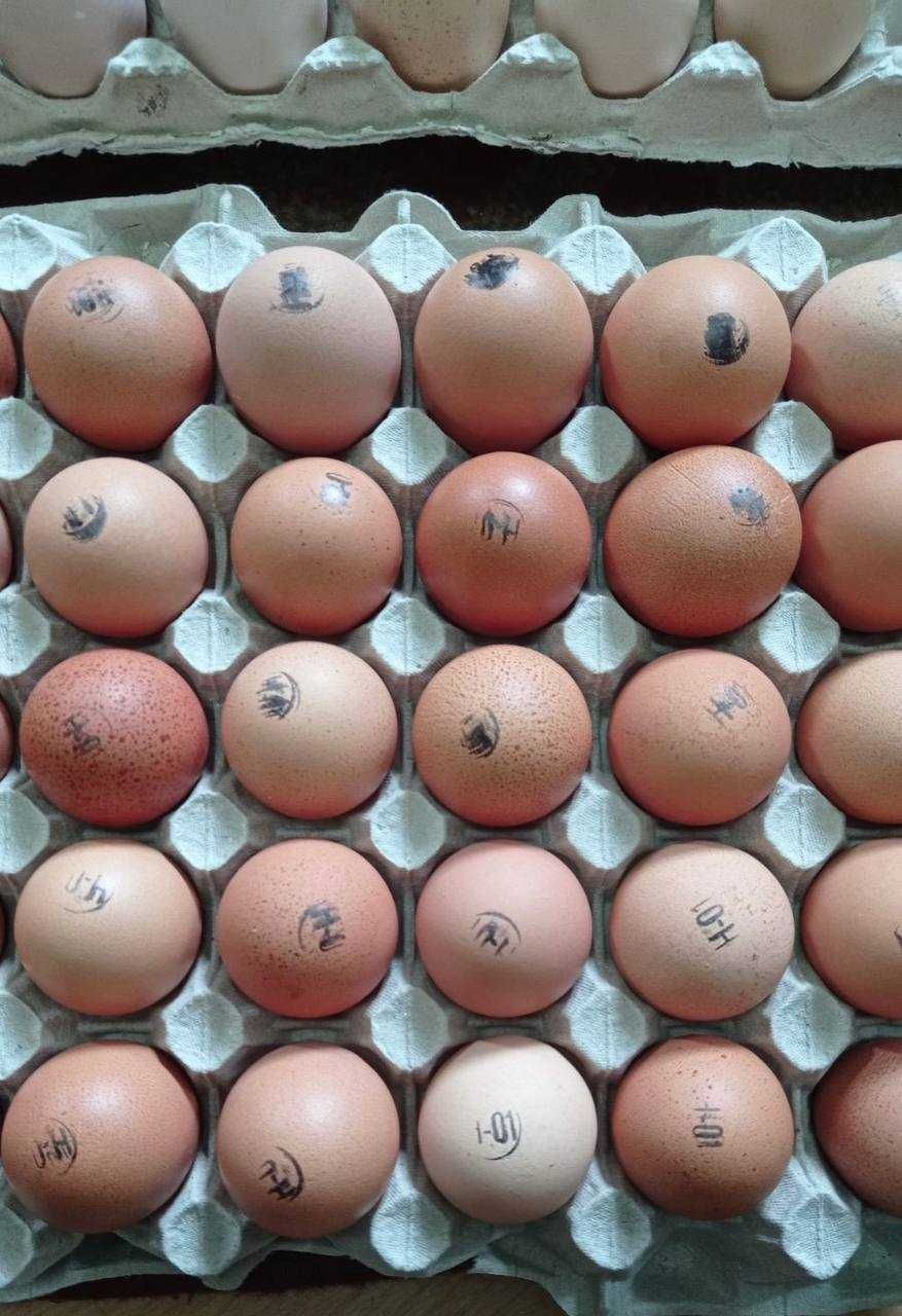 Продам інкубаційне яйце з маркерування (імпорт)