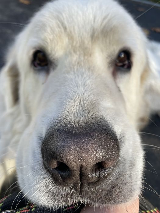 Owczarek podhalański