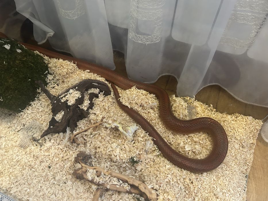 Waż zbożowy z terrarium