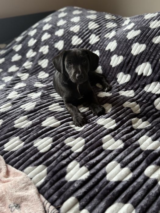 Oddam cudownego pieska w dobre ręce