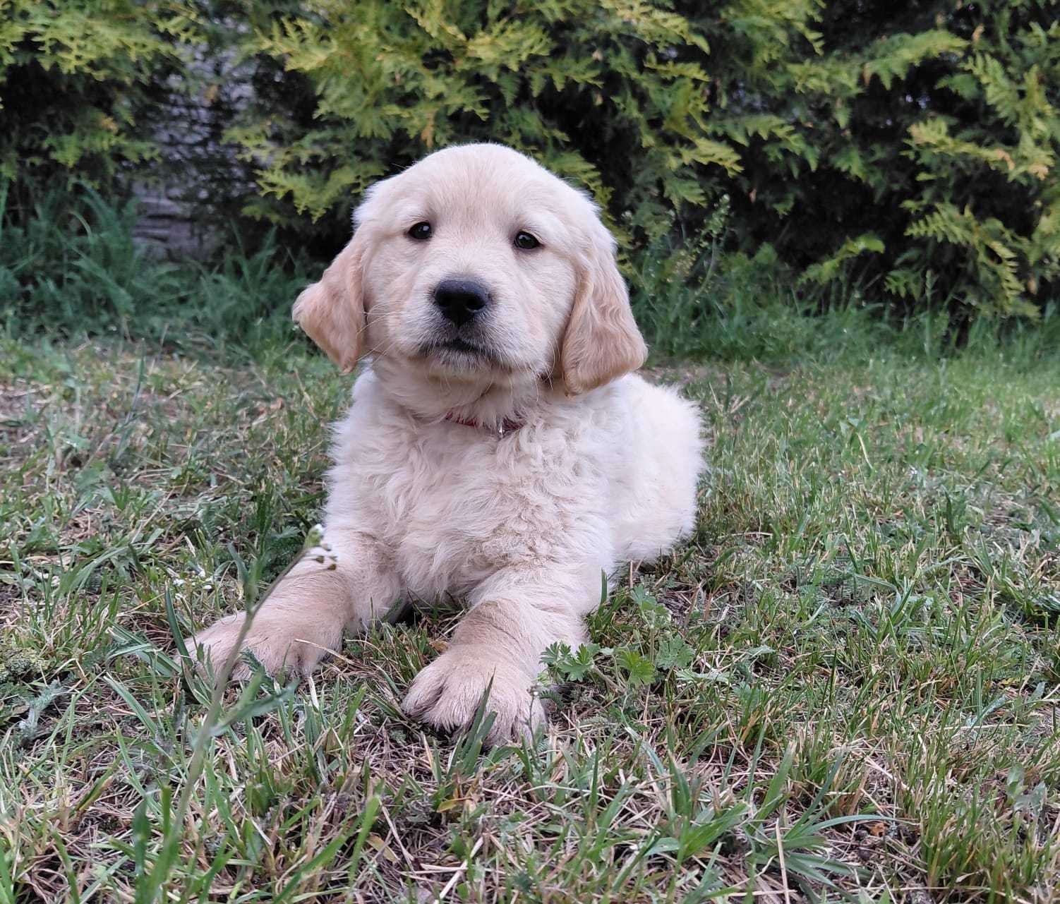 Golden Retriever Suczka Gotowa do Odbioru