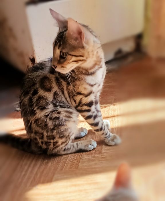 Бенгальські котики