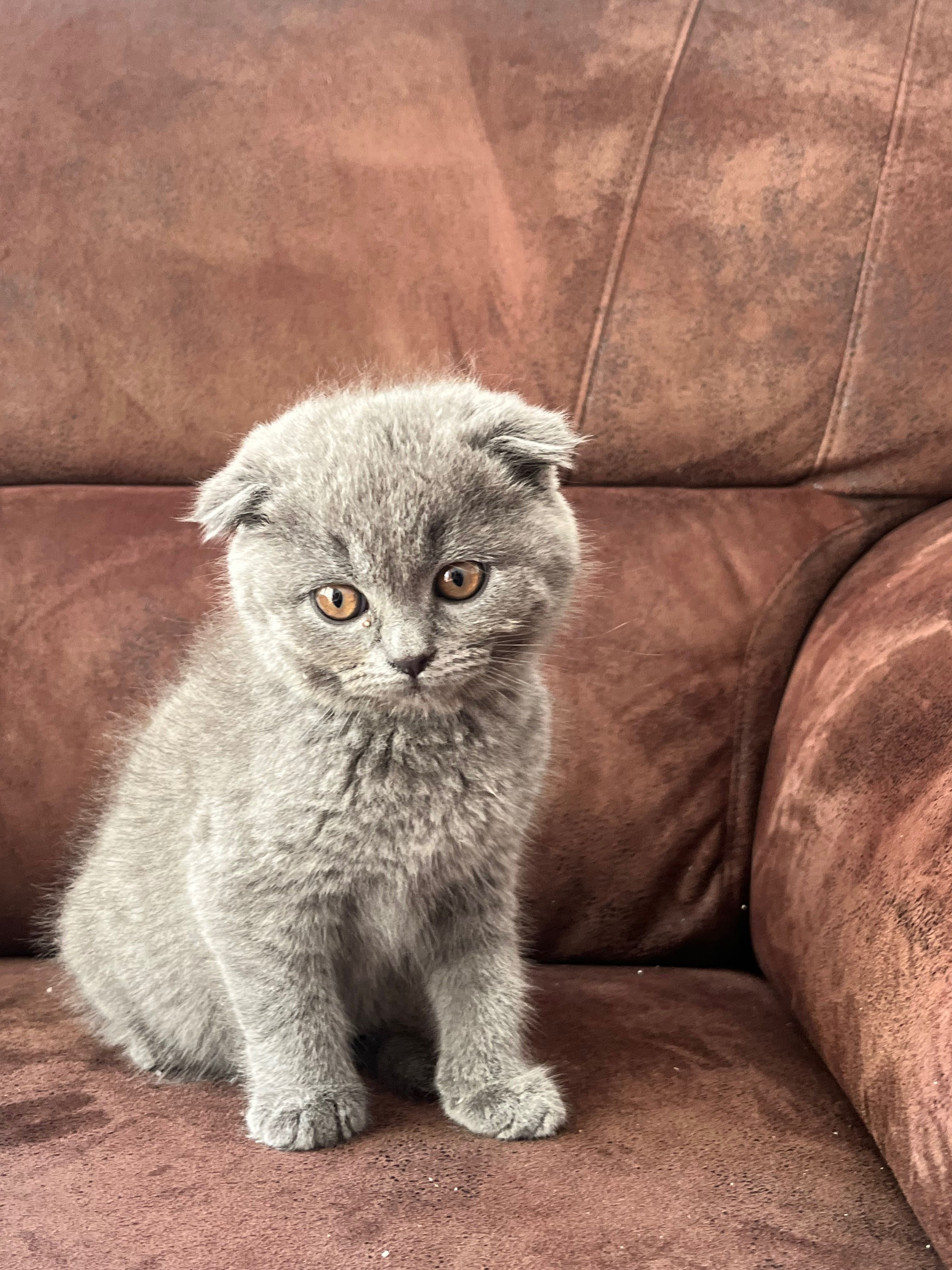 scottish fold gatinha