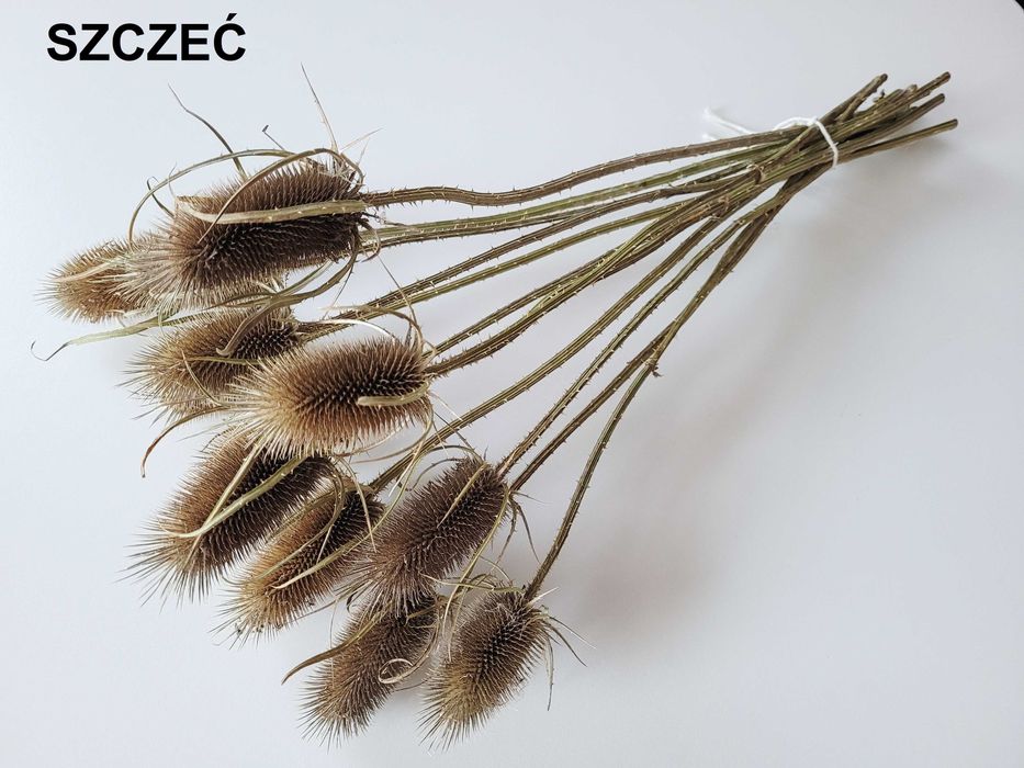 Pęczki suszone bukiety kwiaty / trawy ozdobne / boho