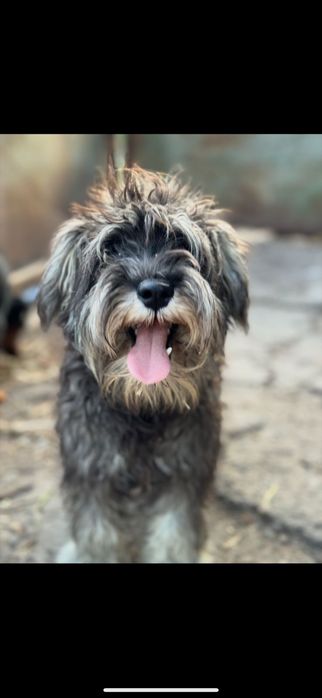 Сім'я цвергшнауцерів хлопчик та 2 дівчинки.