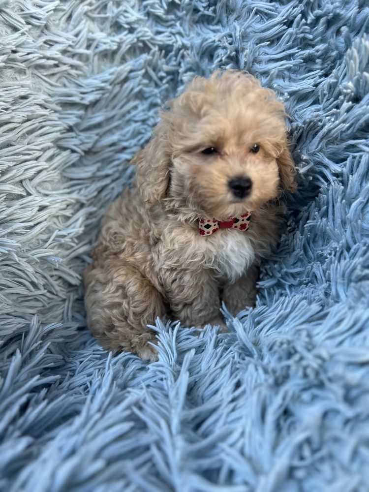 Maltipoo samiec gotowy do odbioru