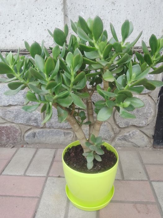 Толстянка-дерево ,высота 67см