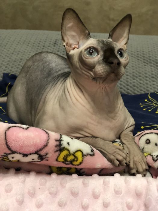 Кошка шоколадный поинт