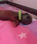 Szczeniak Rhodesian Ridgeback - Miot "RA" - Hodowla ZKwP/FCI