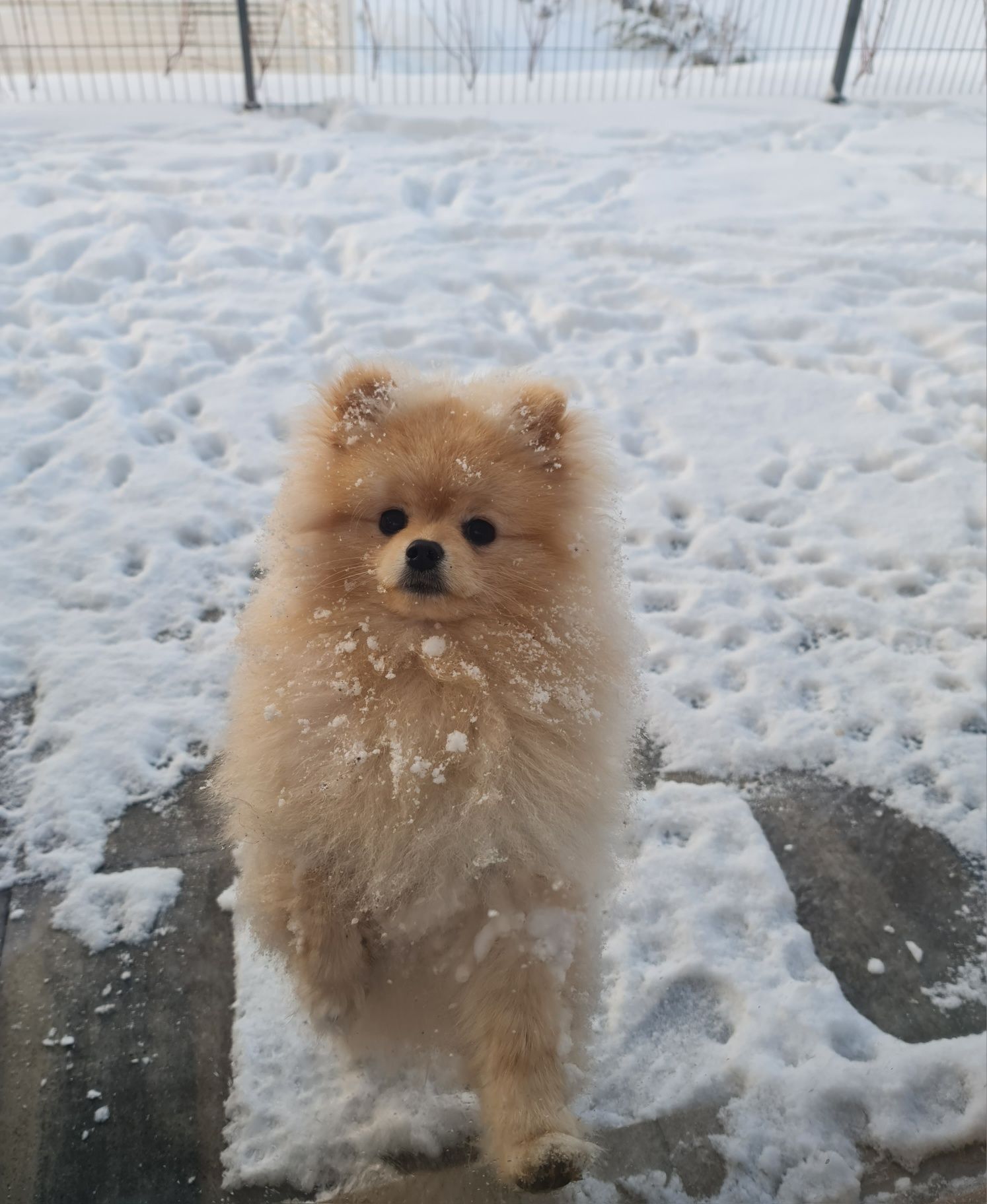 Pomeranian szpic miniaturowy reproduktor