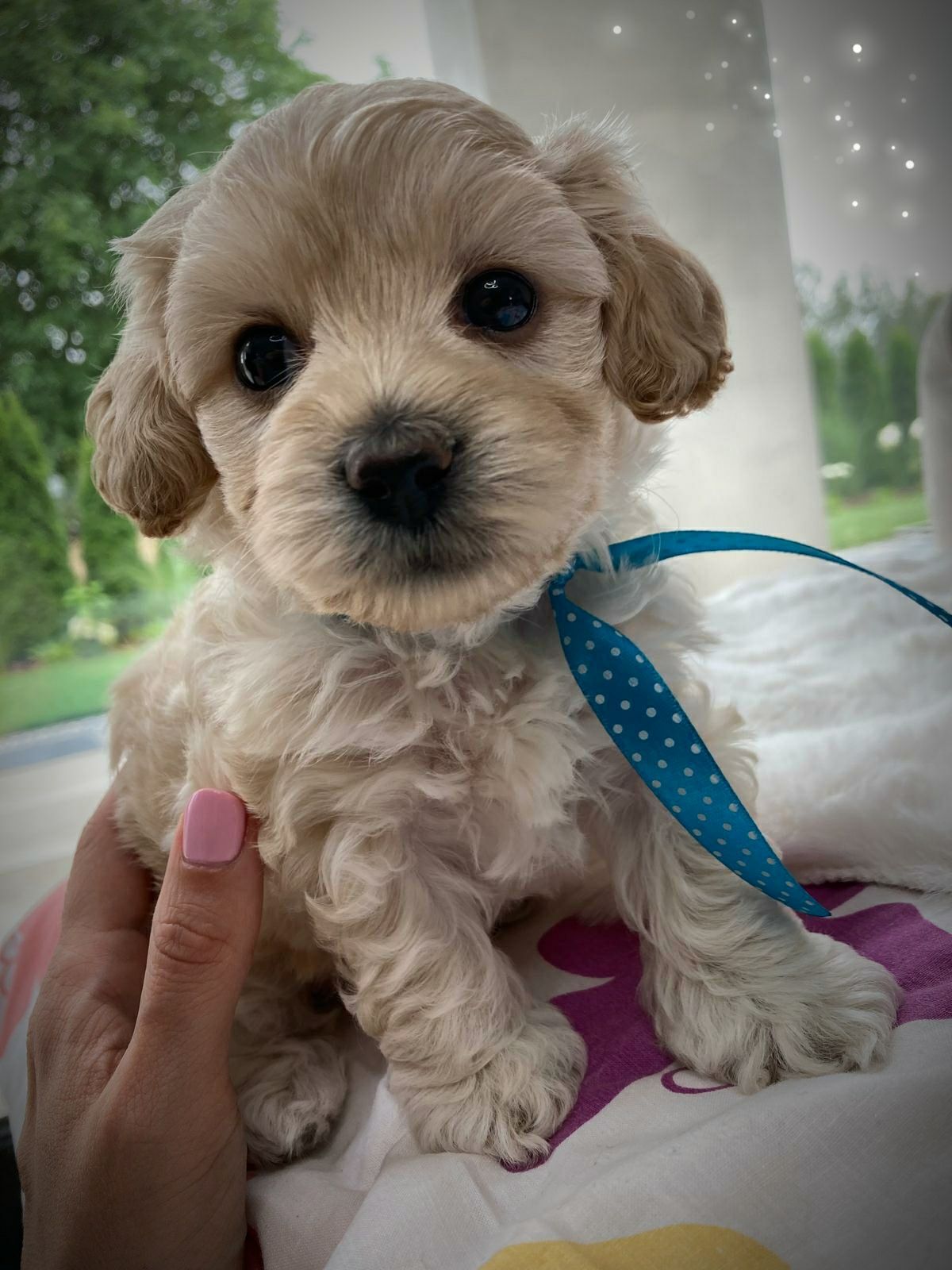 Suczka Maltipoo F1b - zarezerwowana