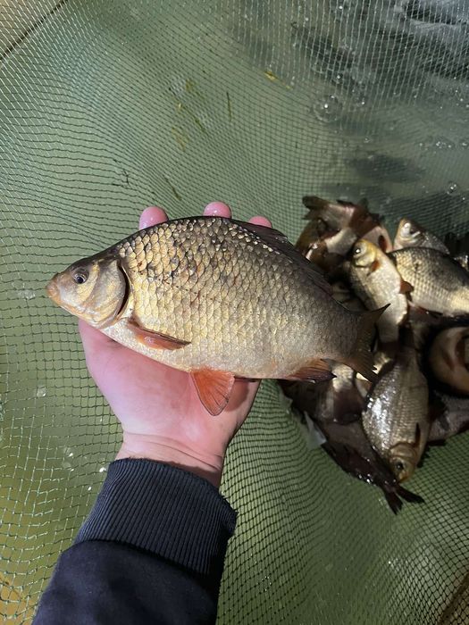 Короп кої в акваріум
