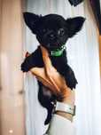 Chihuahua czarny piesek mini