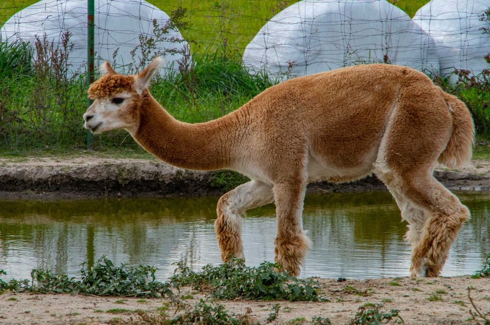 Alpaka samiec młody - ciemnobeżowy
