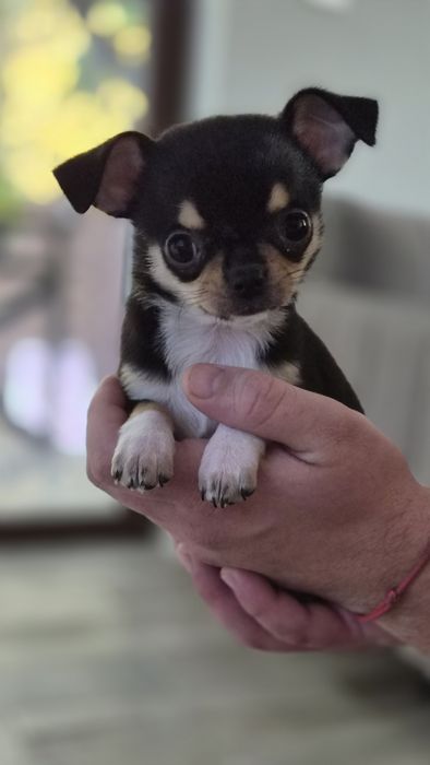 Chihuahua szczenięta ostatnia suczka