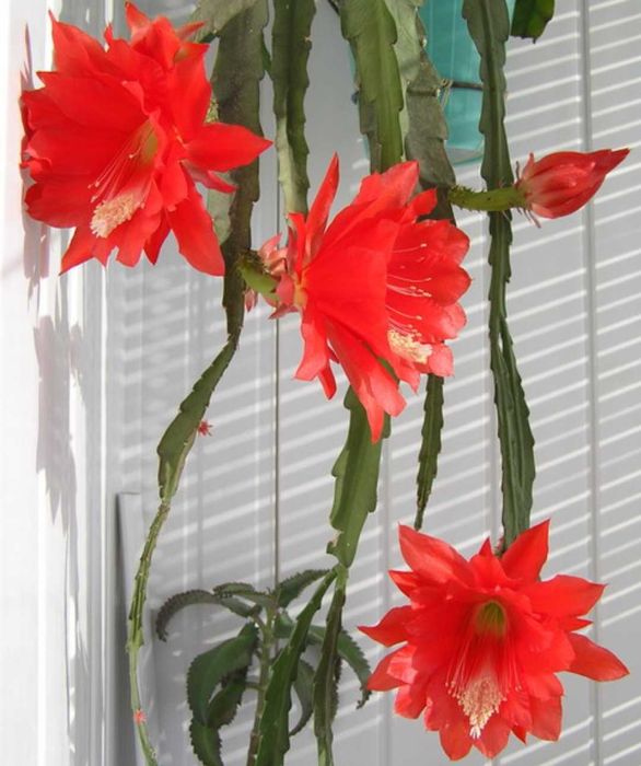 Лилия белая  . Кактус. Эпифиллум..Нарцисс.