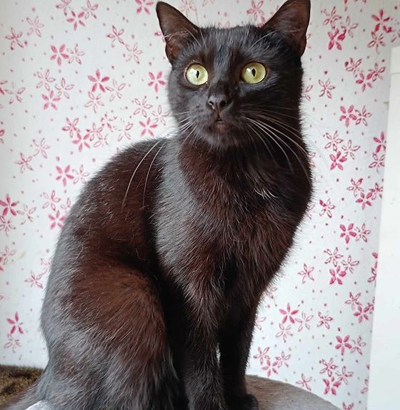 Rozgadana Nitka za długo czeka na dom!