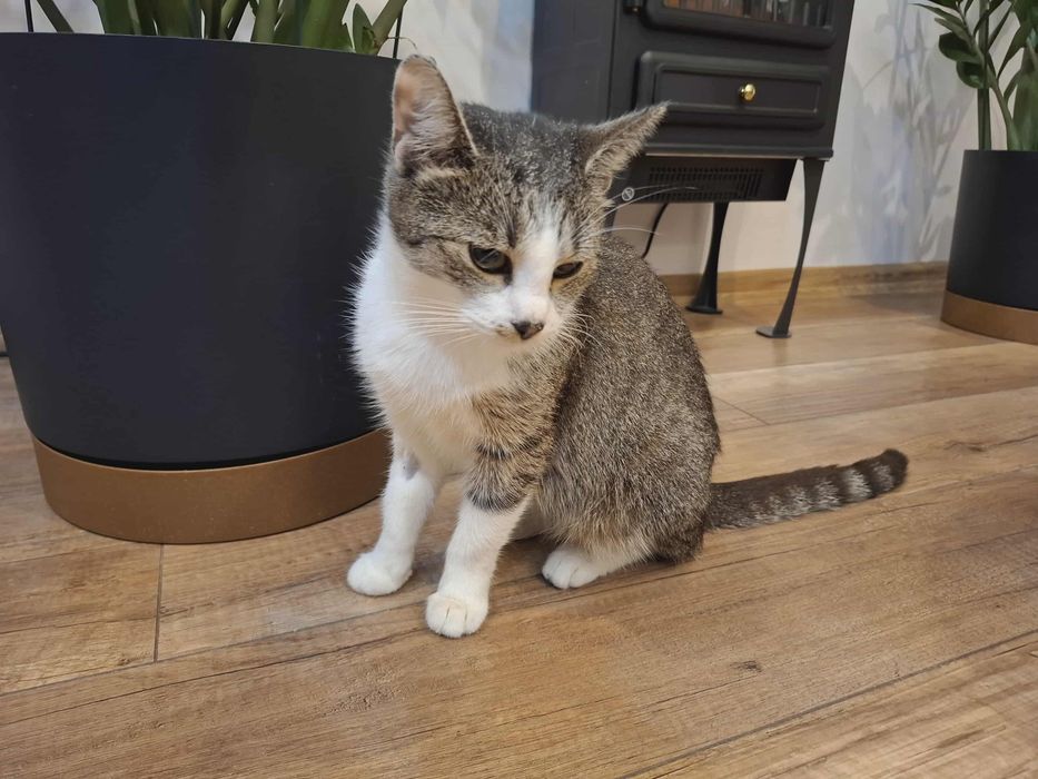 Kotka Lili szuka domu