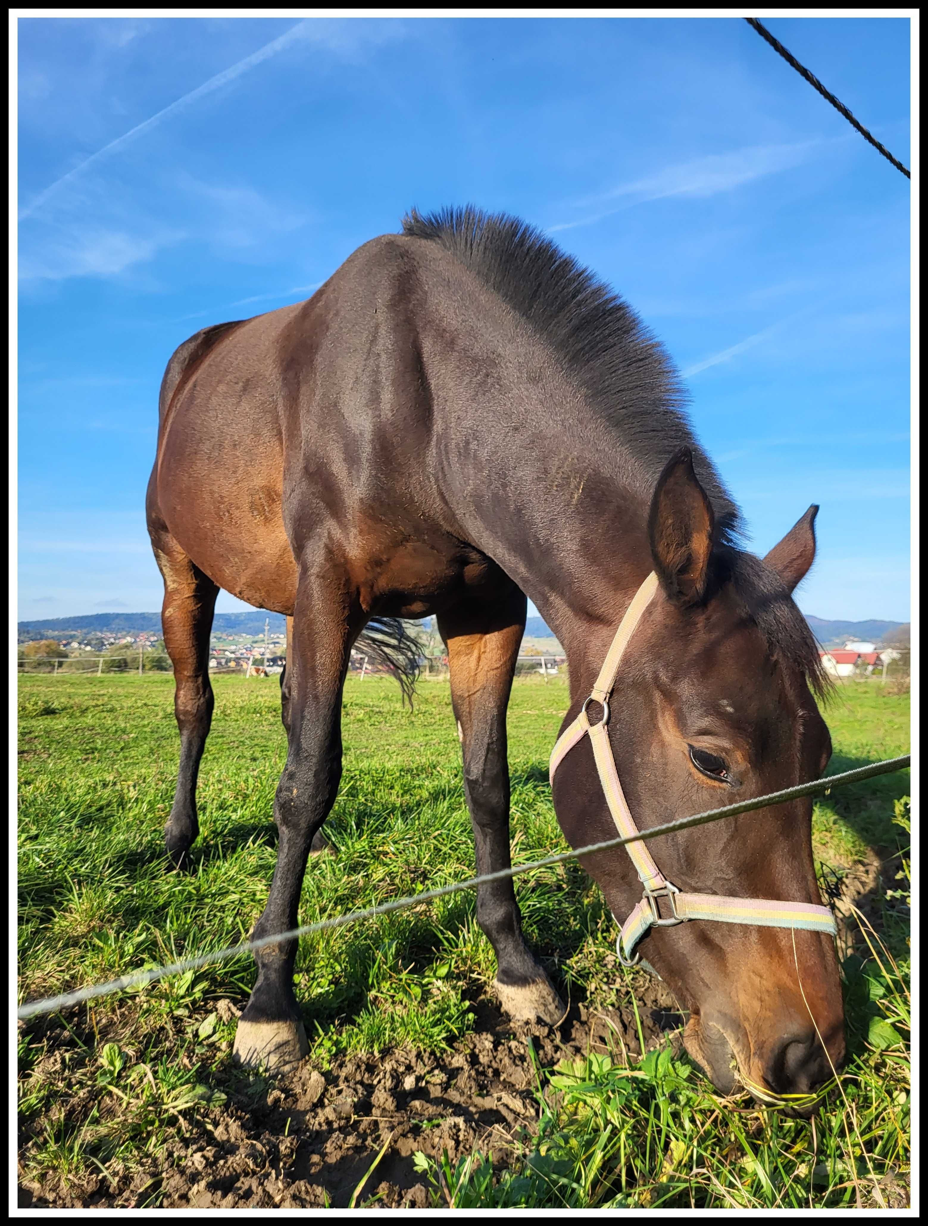 Domek w Górach- Chatka przy Dunajcu!  Wakacje wolne terminy!