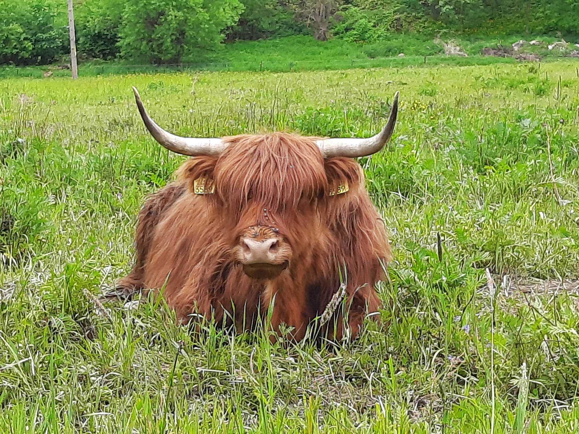 Krowy,  jałówki ,byczki szkockie rasy Highland