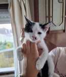 Gatinho 2 meses para adoção responsável