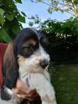 Szczeniak Grand Basset GRIFFON VENDEEN FCI