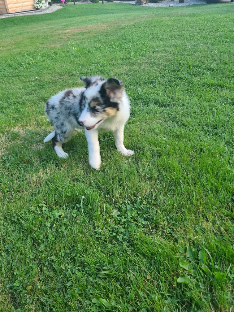 Border collie Blue merle