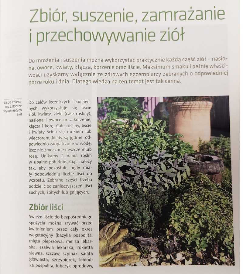 Zioła w ogrodzie ABC Ogrodnica Barbara Mika