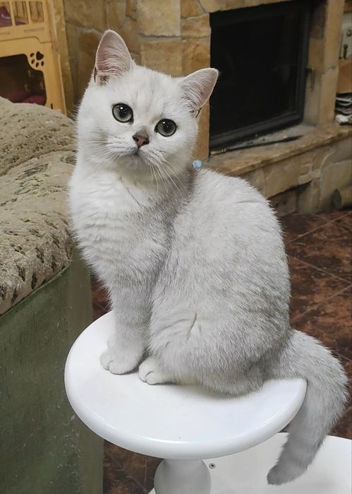 Котик серебристый шиншилла